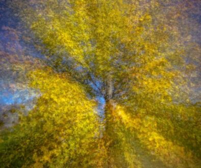 The heart of a tree