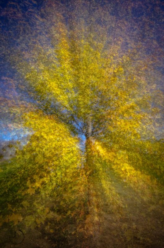 The heart of a tree